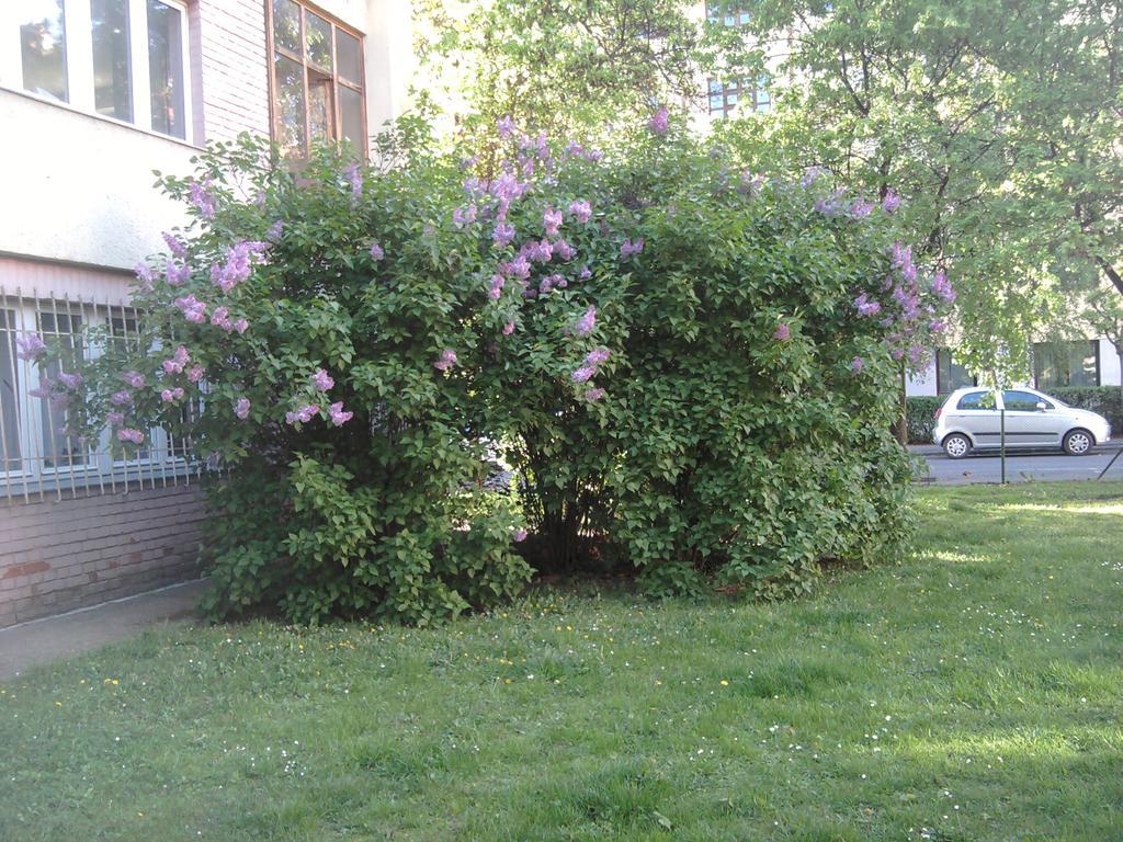 Belvarosi Studio Apartman Győr Zewnętrze zdjęcie